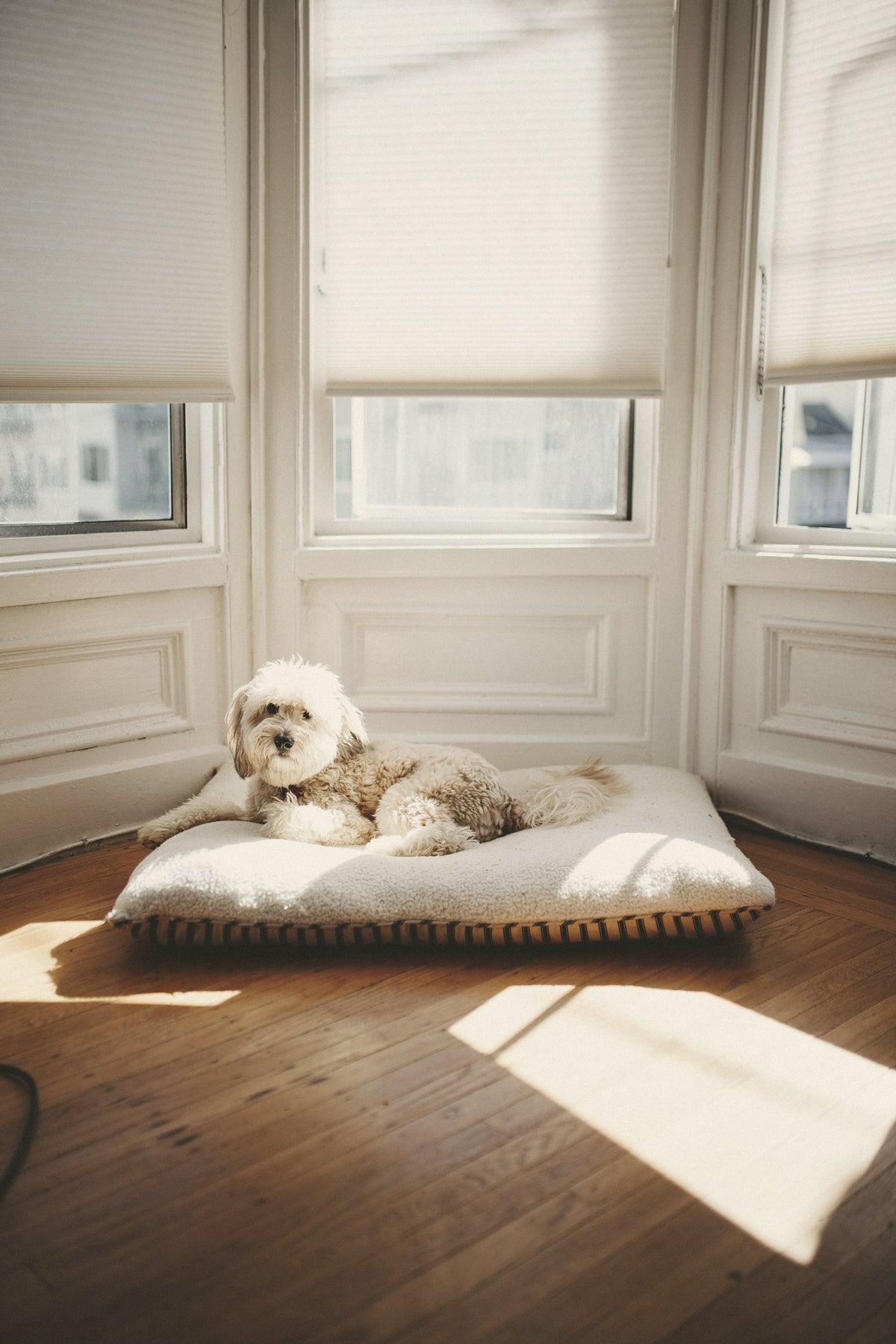 a small dog resting on a floor cushion in a sunlit bay window