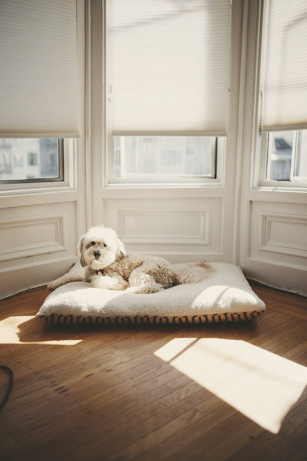 a small dog resting on a floor cushion in a sunlit bay window