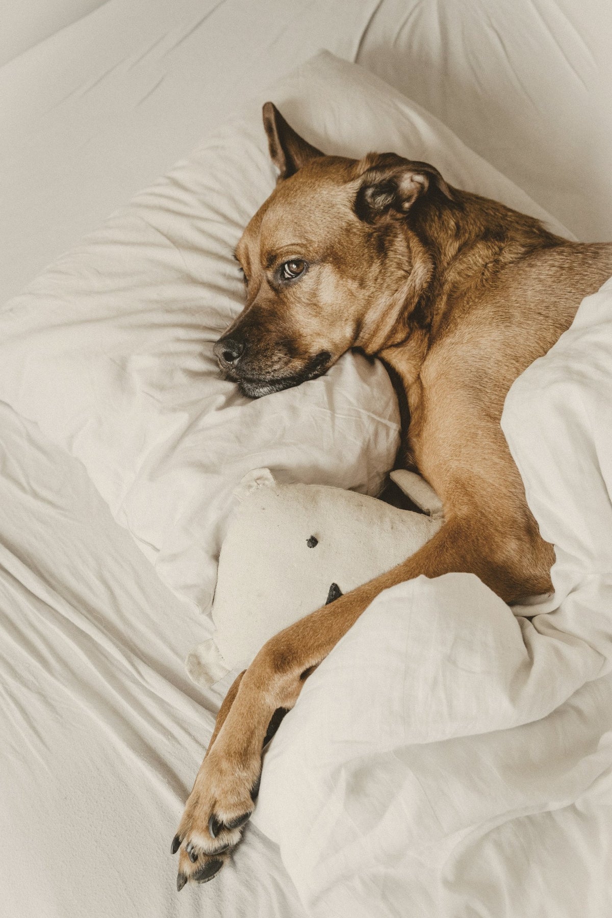 a dog asleep on white bed linen, its head on a pillow
