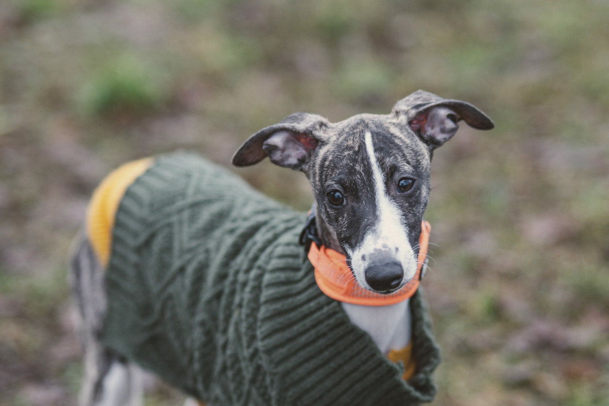 a whippet puppy in a green cable-knit sweater, standing on grass