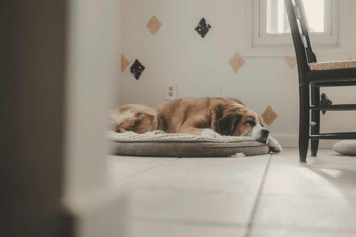 a dog asleep on a low cushion bed beside a wooden chair and window