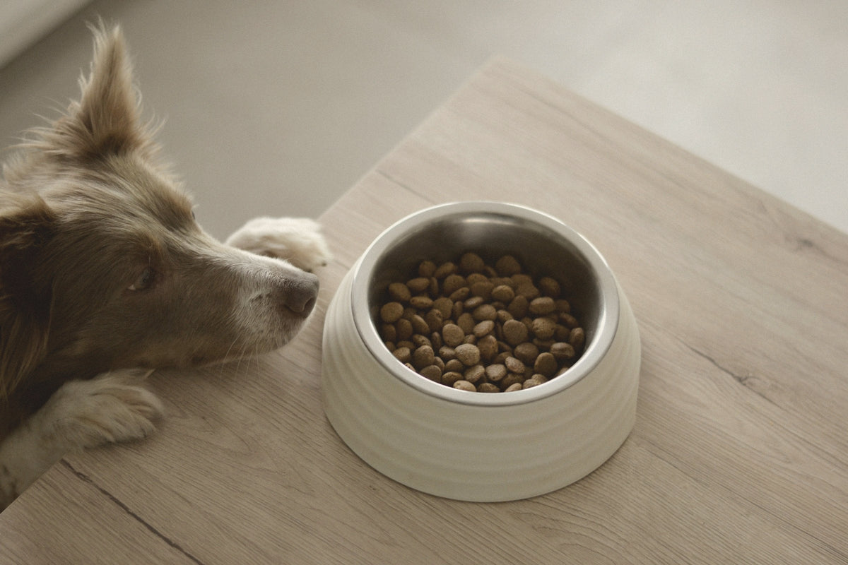 a dog resting its head beside a pale ceramic bowl on a wooden surface