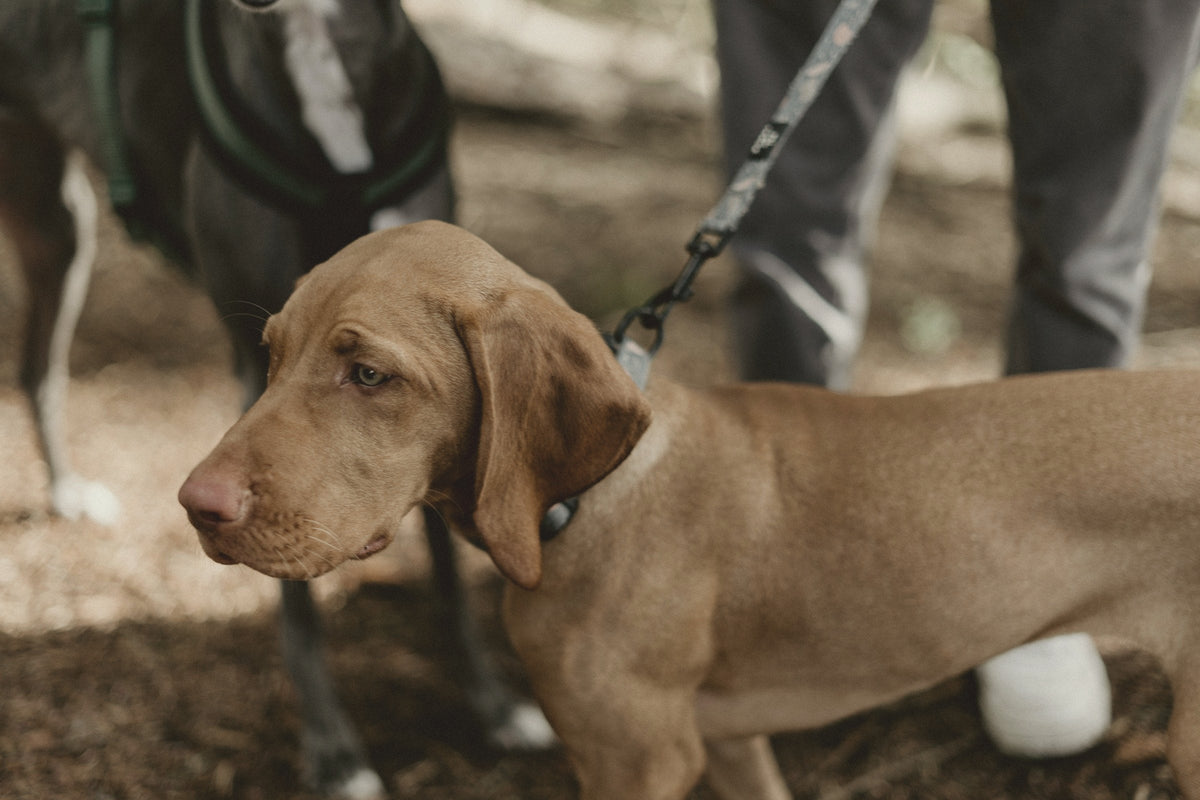 a vizsla on a leash on a woodland path, its walker standing behind