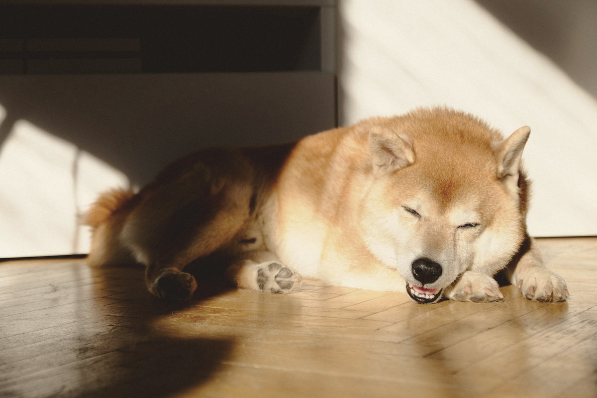 a shiba inu asleep in a patch of sunlight on a wooden floor