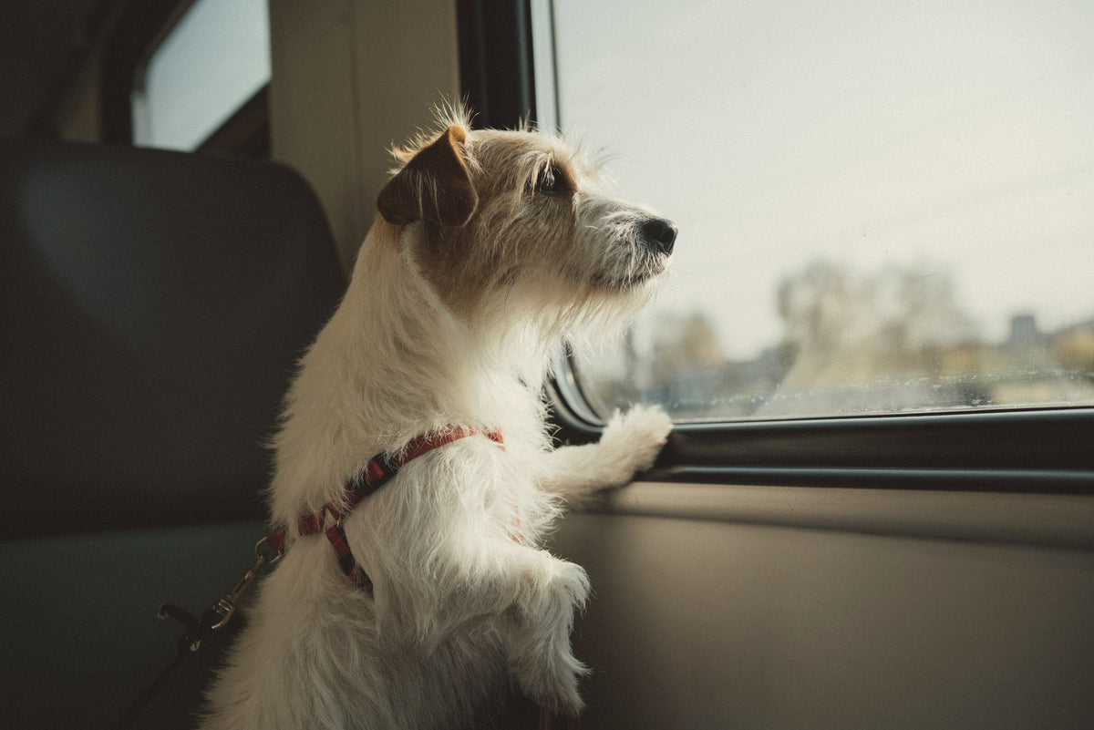 a wire-haired terrier on a journey, paws on the sill, looking out of the window