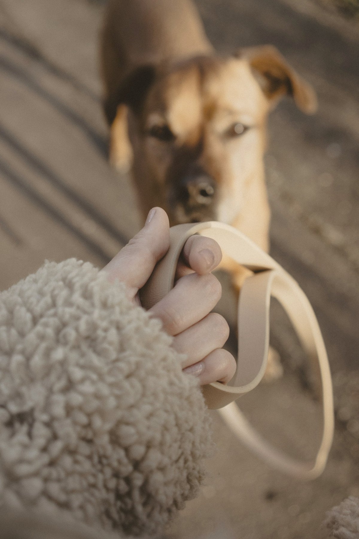 a hand in a fleece sleeve holding a plain leather lead, a dog waiting behind