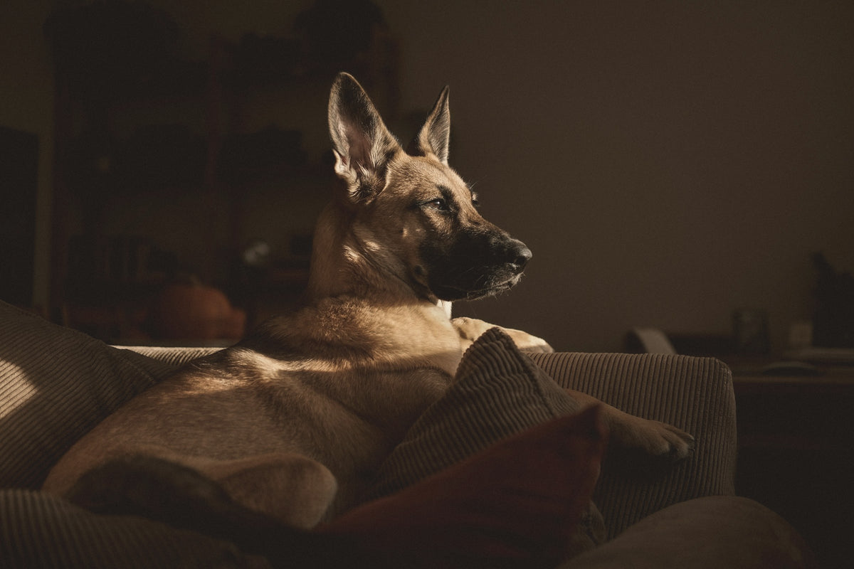 a german shepherd resting on a sofa in low window light