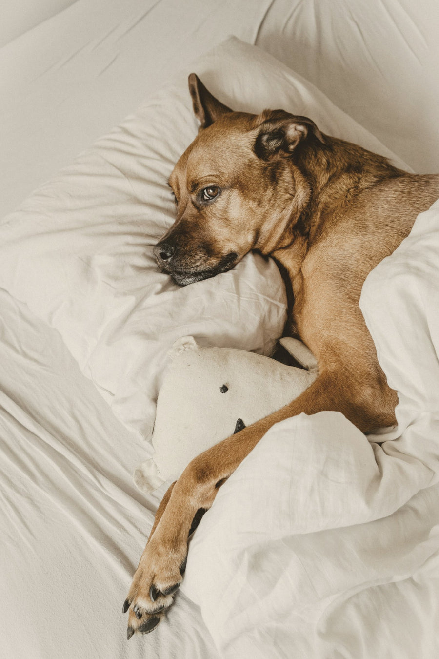a dog asleep on white bed linen, its head on a pillow